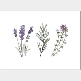 Provencal herbs Posters and Art